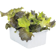 Salade à couper fraîche avec des feuilles vertes et rouges dans un bac à plantes en plastique blanc.