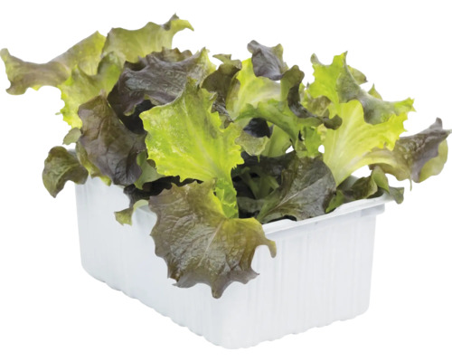 Salade à couper fraîche avec des feuilles vertes et rouges dans un bac à plantes en plastique blanc.