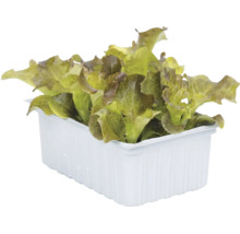 Plantules de laitue Lollo Rosso dans un bac à plantes en plastique blanc.