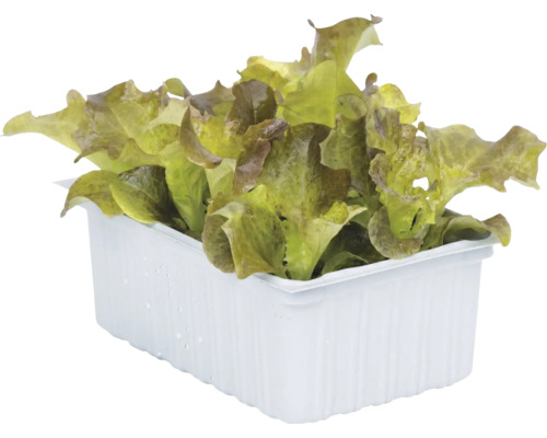 Plantules de laitue Lollo Rosso dans un bac à plantes en plastique blanc.
