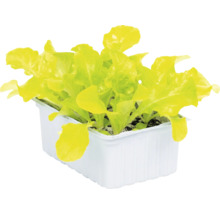 Jeunes plants de salade dans un bac en plastique blanc.