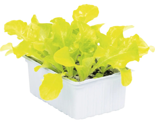 Jeunes plants de salade dans un bac en plastique blanc.