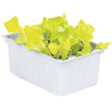 Jeunes plants de laitue à couper dans un bac en plastique blanc.
