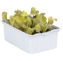 Jeunes plants de salade aux feuilles frisées dans un bac rectangulaire en plastique blanc.