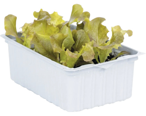 Jeunes plants de salade aux feuilles frisées dans un bac rectangulaire en plastique blanc.