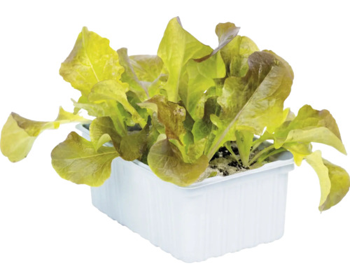 Plants de laitue verte dans un bac en plastique rectangulaire blanc.