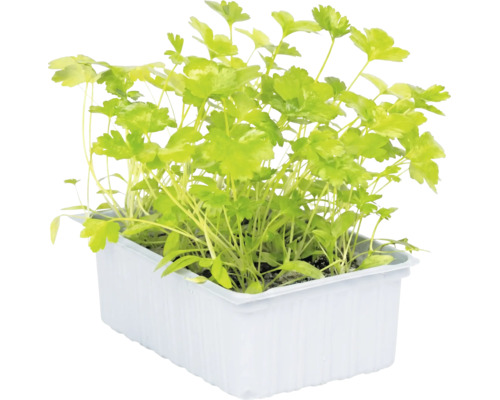 Persil frais dans un bac à plantes blanc.