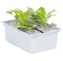 Jeunes plants de légumes dans un bac de culture blanc avec plusieurs compartiments.