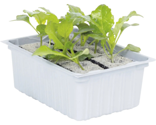 Jeunes plants de légumes dans un bac de culture blanc avec plusieurs compartiments.