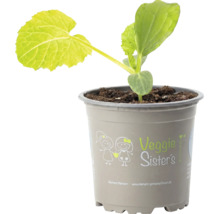 Jeune plant de légume dans un pot en plastique avec le logo Veggie Sister's.