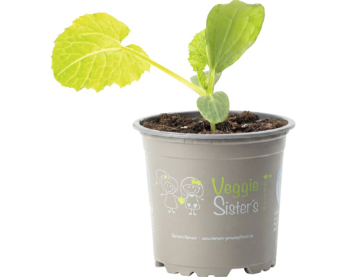 Jeune plant de légume dans un pot en plastique avec le logo Veggie Sister's.