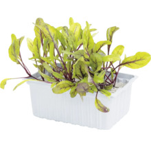 Microgreens Blutampfer in einer weißen Kunststoffschale.