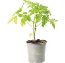 Jeune plant de tomate dans un pot en plastique avec Veggie Sisters Logo.