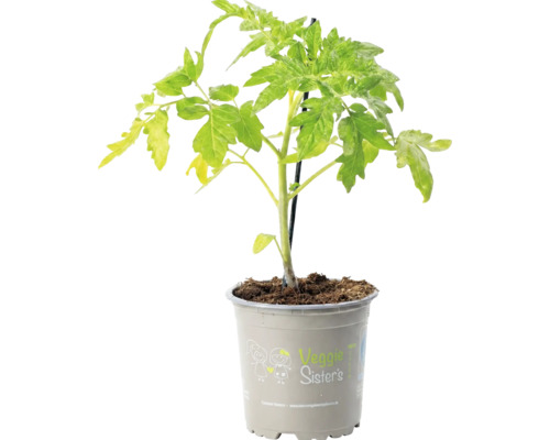 Jeune plant de tomate dans un pot en plastique avec Veggie Sisters Logo.