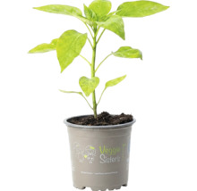Jeune plant de légume dans un pot en plastique gris de la marque Veggie Sisters.