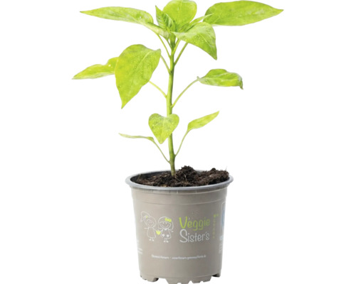 Jeune plant de légume dans un pot en plastique gris de la marque Veggie Sisters.