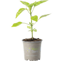 Jeune plant de légume dans un pot gris avec le logo Veggie Sister's.