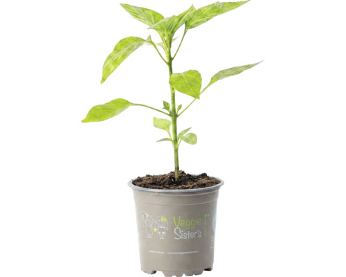 Jeune plant de légume dans un pot gris avec le logo Veggie Sister's.