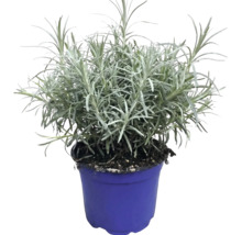 Echter Lavendel Lavandula angustifolia im blauen Kunststofftopf.