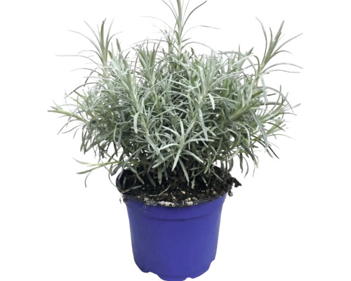 Lavande vraie Lavandula angustifolia dans un pot de culture bleu.