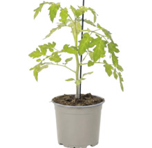 Jeune plant de tomate dans un pot en plastique avec un tuteur.