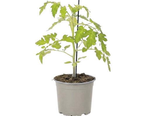 Jeune plant de tomate dans un pot en plastique avec un tuteur.
