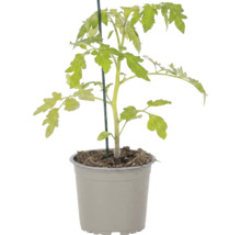Jeune plant de tomate dans un pot en plastique gris avec un tuteur vert.