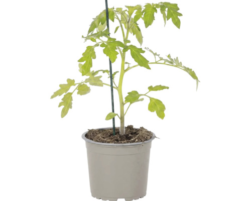 Jeune plant de tomate dans un pot en plastique gris avec un tuteur vert.