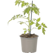Plant de tomate dans un pot en plastique avec un tuteur.