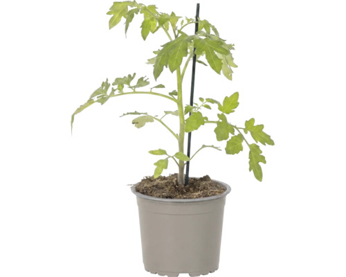 Plant de tomate dans un pot en plastique avec un tuteur.