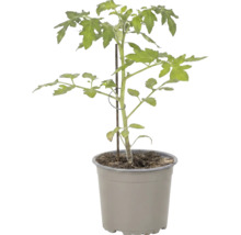 Jeune plant de tomate dans un pot en plastique gris avec tuteur.