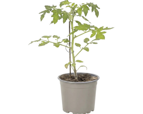 Jeune plant de tomate dans un pot en plastique gris avec tuteur.