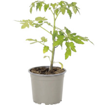 Jeune plant de tomate en pot plastique avec terreau pour la culture au jardin ou sur le balcon.