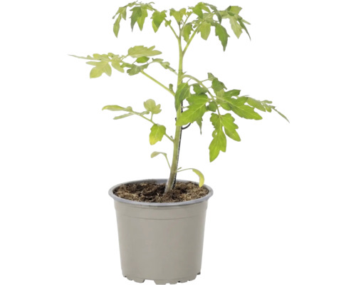 Jeune plant de tomate en pot plastique avec terreau pour la culture au jardin ou sur le balcon.