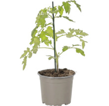 Jeune plant de tomate avec des feuilles vertes dans un pot en plastique avec un tuteur.