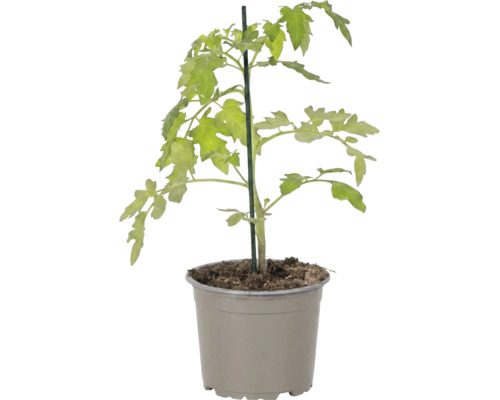 Jeune plant de tomate avec des feuilles vertes dans un pot en plastique avec un tuteur.