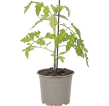 Plant de tomate dans un pot en plastique gris avec un tuteur.