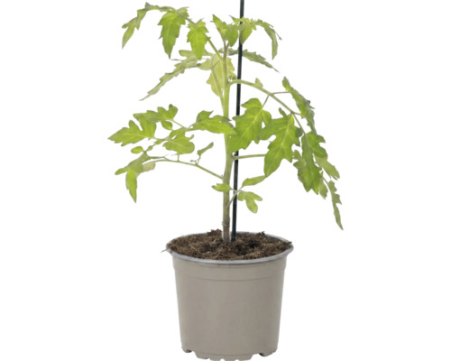 Plant de tomate dans un pot en plastique gris avec un tuteur.
