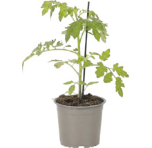 Jeune plant de tomate avec feuilles vertes et tuteur dans un pot en plastique.