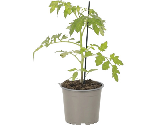 Junge Tomatenpflanze mit grünen Blättern und Stützstab in einem Kunststofftopf.