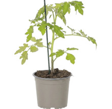 Jeune plant de tomate en pot de culture avec tuteur.