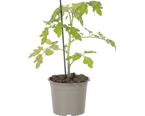 Jeune plant de tomate en pot de culture avec tuteur.