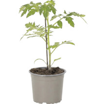 Jeune plant de tomate en pot avec tuteur.