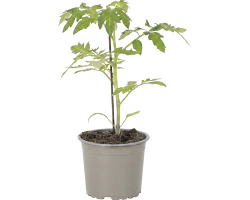 Jeune plant de tomate en pot avec tuteur.