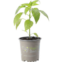 Jeune plant de poivron dans un pot en plastique avec le logo Veggie Sisters.