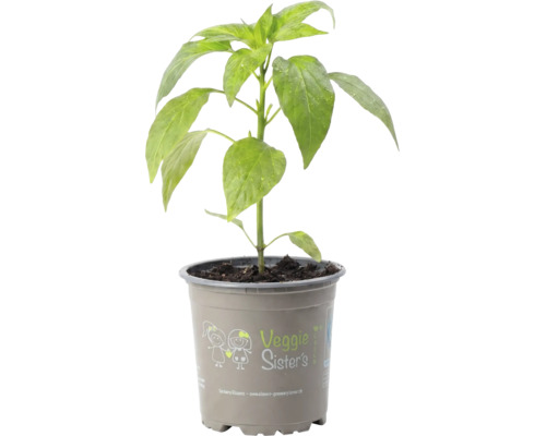 Jeune plant de poivron dans un pot en plastique avec le logo Veggie Sisters.