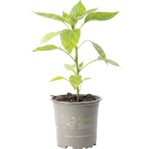 Jeune plant de légume dans un pot en plastique gris avec Veggie Sisters Logo.