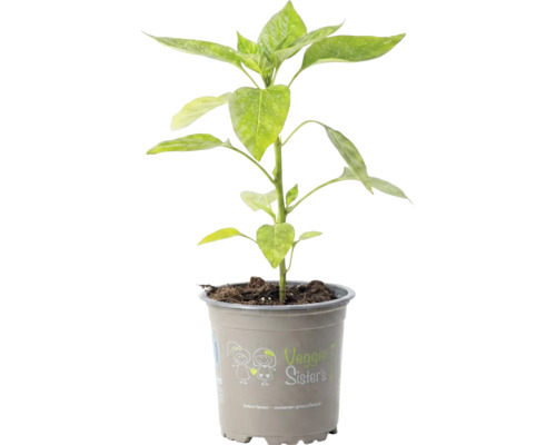 Jeune plant de légume dans un pot en plastique gris avec Veggie Sisters Logo.