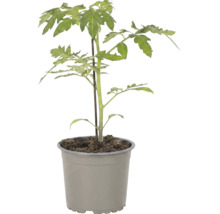 Jeune plant de tomate dans un pot en plastique avec un tuteur.
