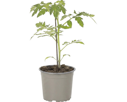 Jeune plant de tomate dans un pot en plastique avec un tuteur.